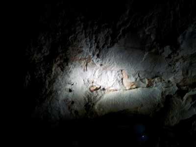 Mollusco fossile della Rudista